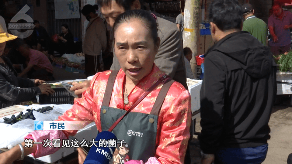 云南现80公斤巨无霸“菌王” 最终卖出1600元