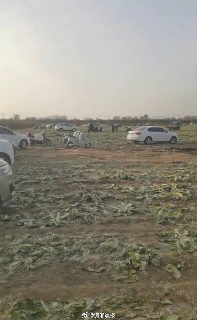 网民反映“因白菜免费视频，致使自己的白菜被他人采收”，官方通报：已成立联合调查组