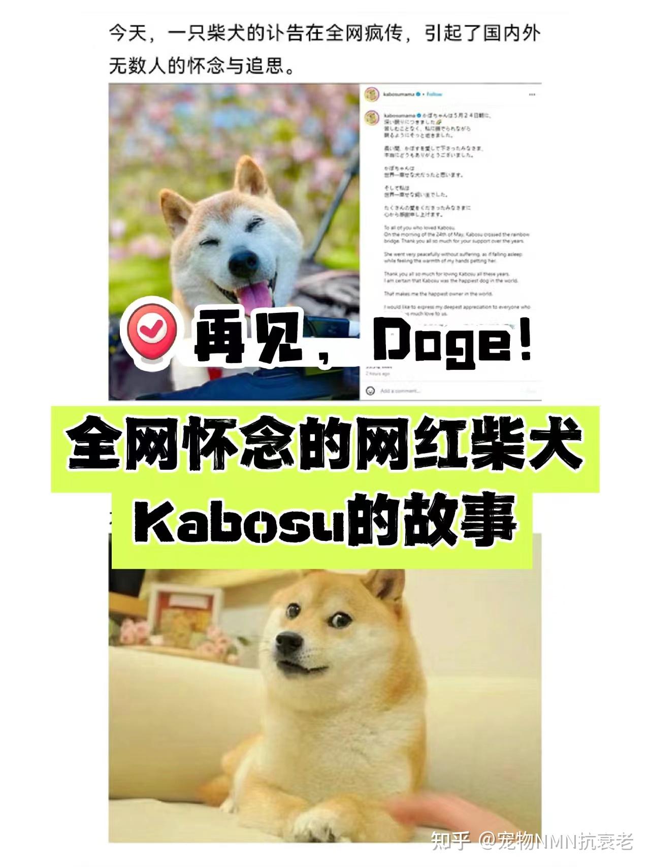 doge币去哪挖(doggy币在哪里挖矿)