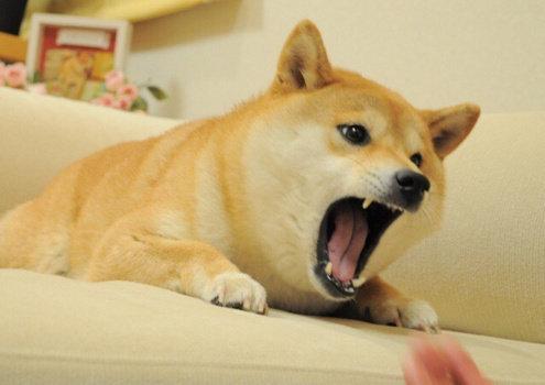 币团DOGE(币团交易所最新消息)